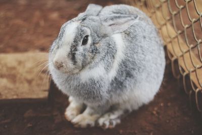 Close-up of a rabbit looking away