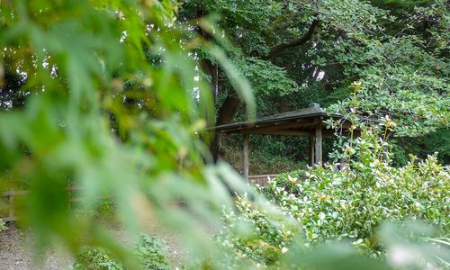 Trees growing on field in forest