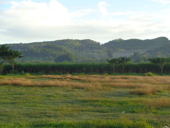 Scenic view of field against sky