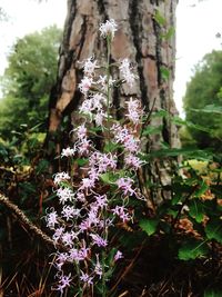 Close-up of flowers growing on tree