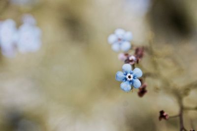 Close-up of flowers against blurred background