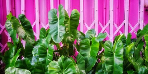 Close-up of pink flowering plant