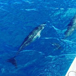 Aerial view of blue sea