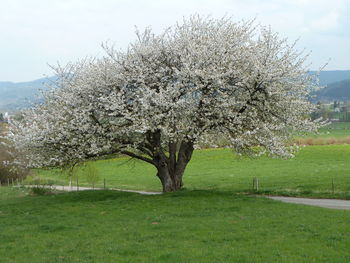 View of tree