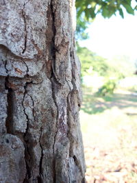 Close-up of tree trunk