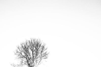 Low angle view of trees against clear sky