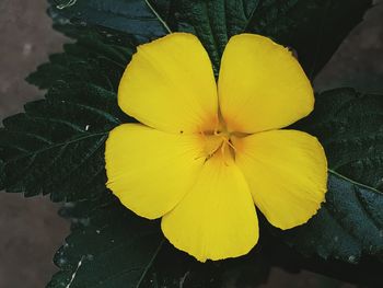 Close-up of yellow flower floating on water