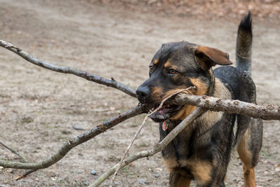 Close-up of dog looking away