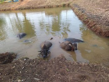 High angle view of duck swimming in lake