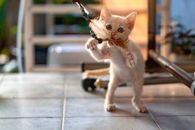 1 month old thai white kittens play cat toys for indoor with afternoon sunlight.