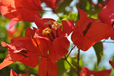 Close-up of red flowers blooming outdoors