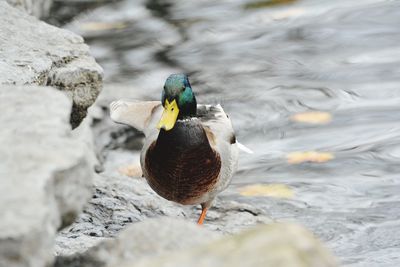 Close-up of bird on rock