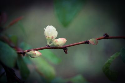 Close-up of flowers