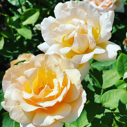 Close-up of white rose