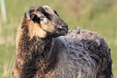 Close-up of horned sheep looking away