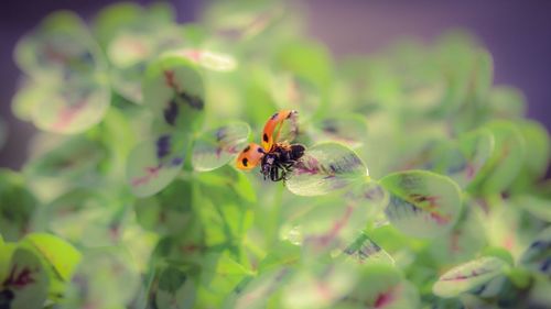 Close-up of insect on flower