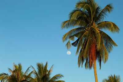 Low angle view of palm tree against clear blue sky