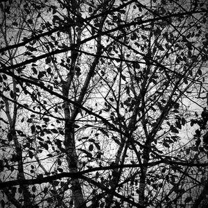 Low angle view of bare trees against sky