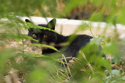 Close-up of cat on grass