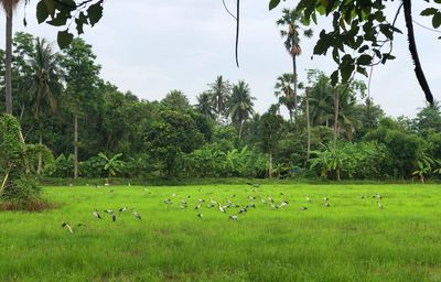 Scenic view of trees on field against sky