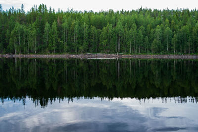 Scenic view of lake in forest