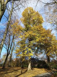 Low angle view of trees in forest during autumn