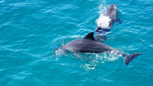 African dolphins