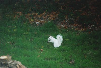 High angle view of white rabbit on field