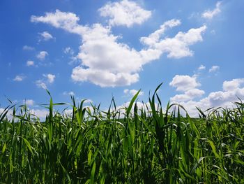 Crops growing on field against sky