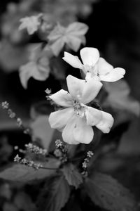 Close-up of fresh white flowers blooming outdoors