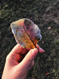 Close-up of hand holding autumn leaf