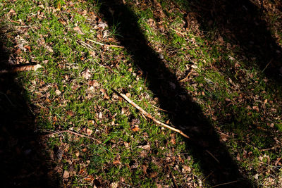 High angle view of trees growing in forest