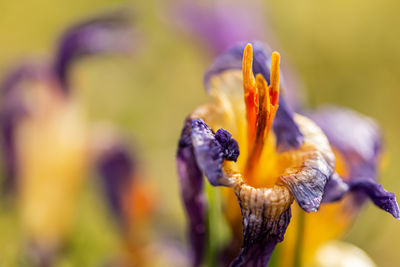 Close-up of yellow flower