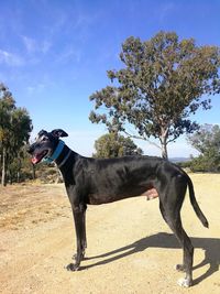 Dog standing on field against sky