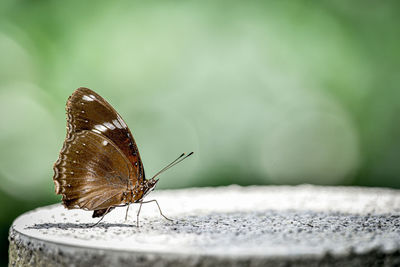 Butterfly perching