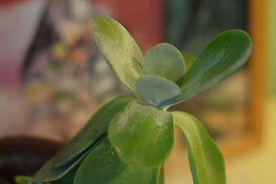 Close-up of fresh green plant