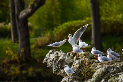 Seagulls perching on a tree