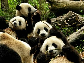 High angle view of pandas in forest