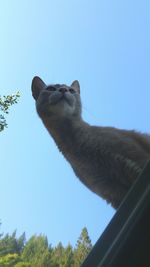 Low angle view of horse against clear blue sky