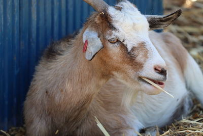 Close-up of cow