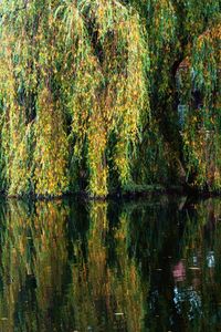 Reflection of trees in water