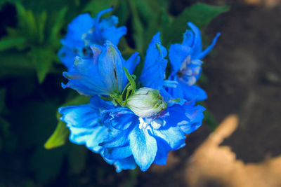 Close-up of blue flower