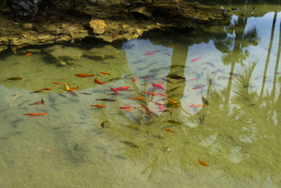 View of fishes swimming in sea