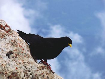 Low angle view of bird perching on rock against sky
