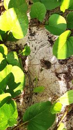 High angle view of leaves