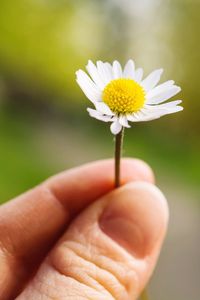 Close-up of cropped hand holding daisy