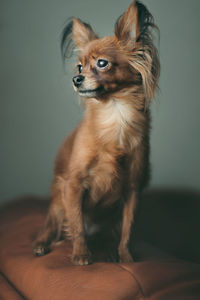 Dog looking away while sitting at home