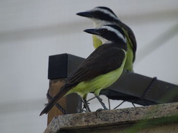 Bird perching on a branch