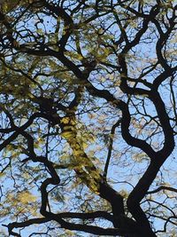 Low angle view of tree
