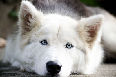 Close-up portrait of a dog